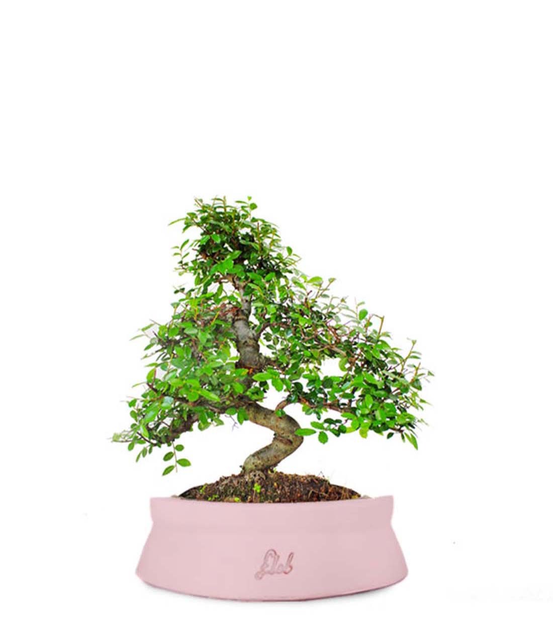 Olmo bonsai  M
