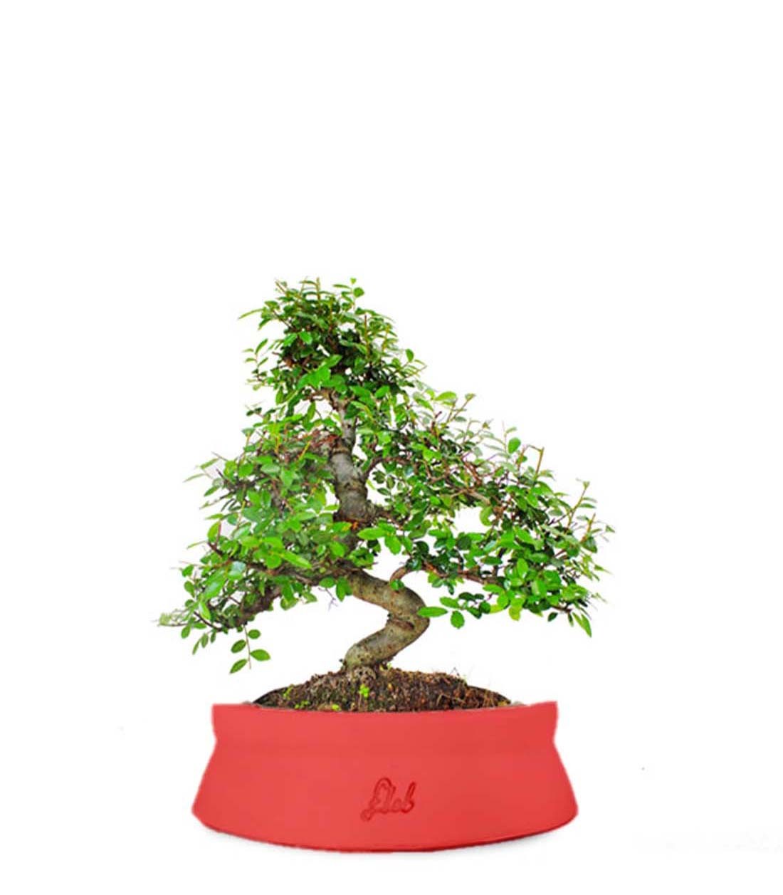 Olmo bonsai  M