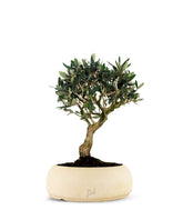 Olivo M