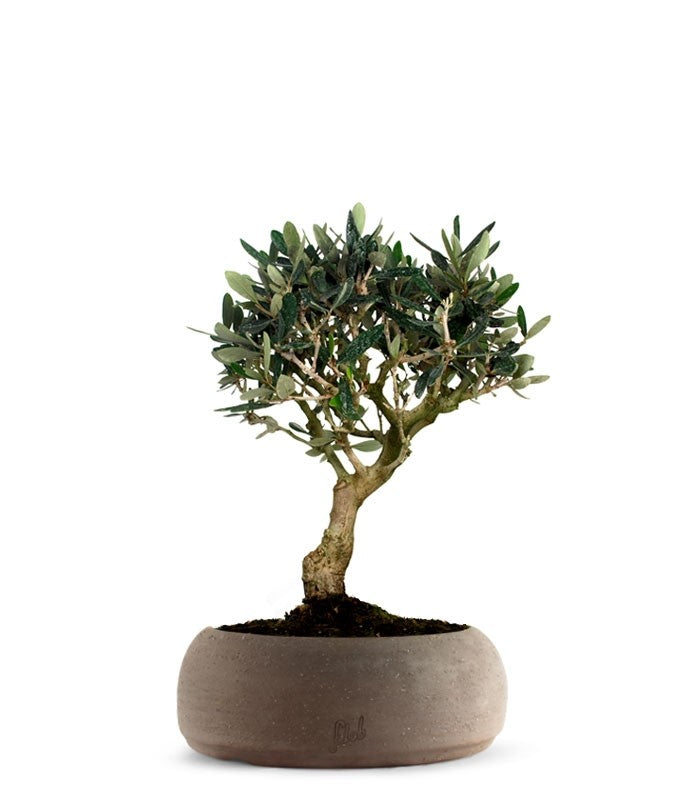 Olivo M