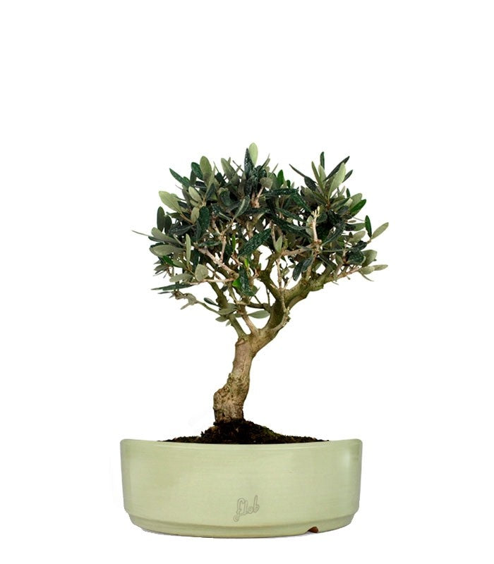 Olivo M
