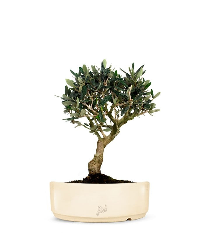 Olivo M