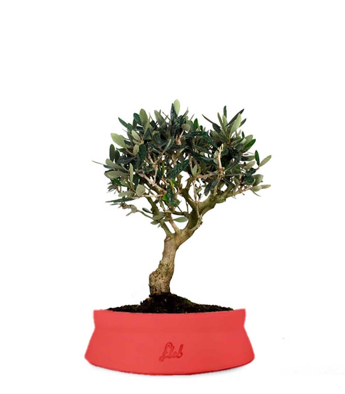 Olivo M