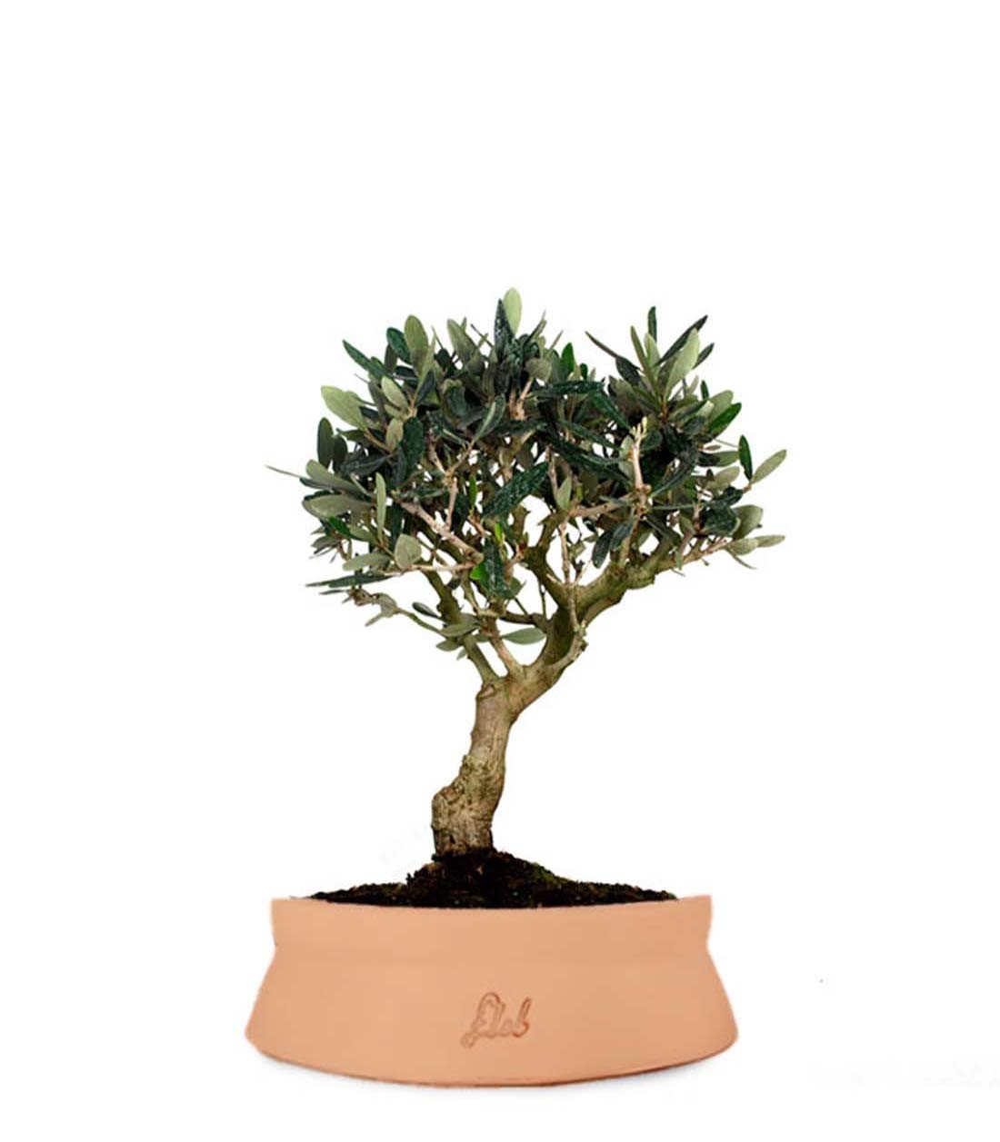 Olivo M