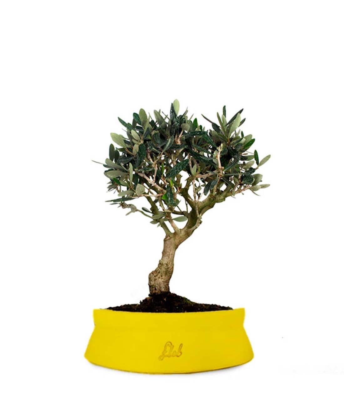 Olivo M
