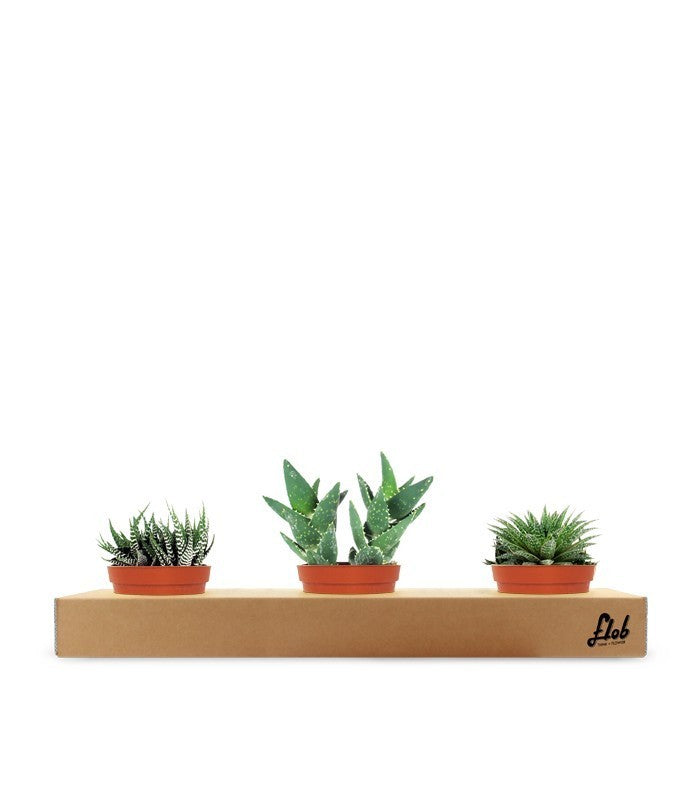 Aloe Sweet Tris