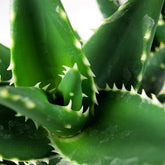 Aloe Sweet Tris