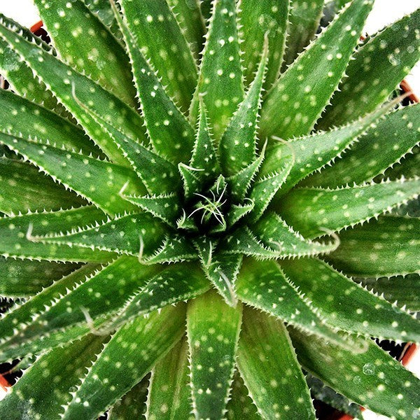 Aloe Sweet Tris