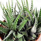 Aloe Sweet Tris