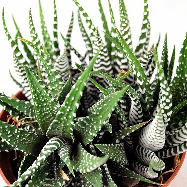 Aloe Sweet Tris