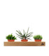 Green succulent tris
