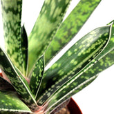 Green succulent tris