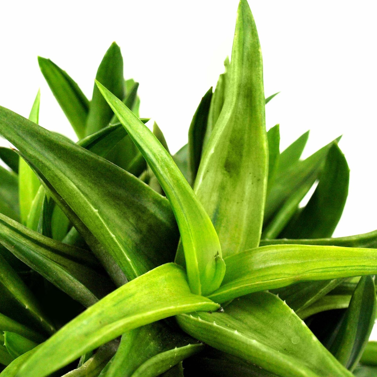 Green succulent tris