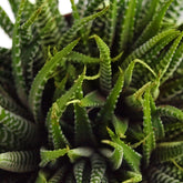 Green succulent tris