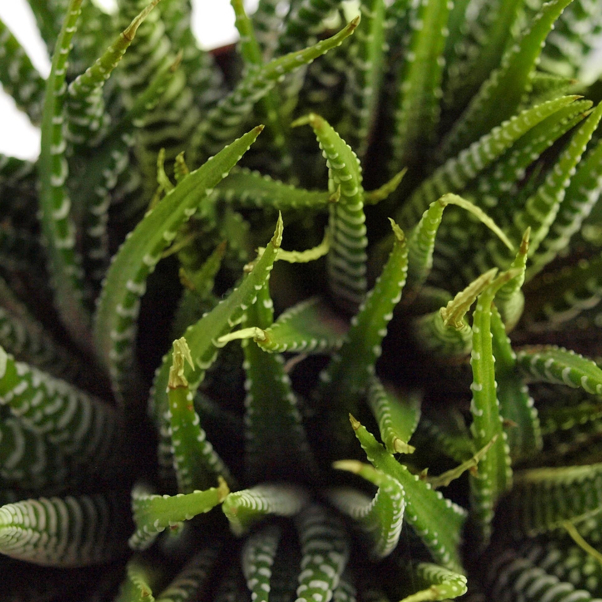 Green succulent tris