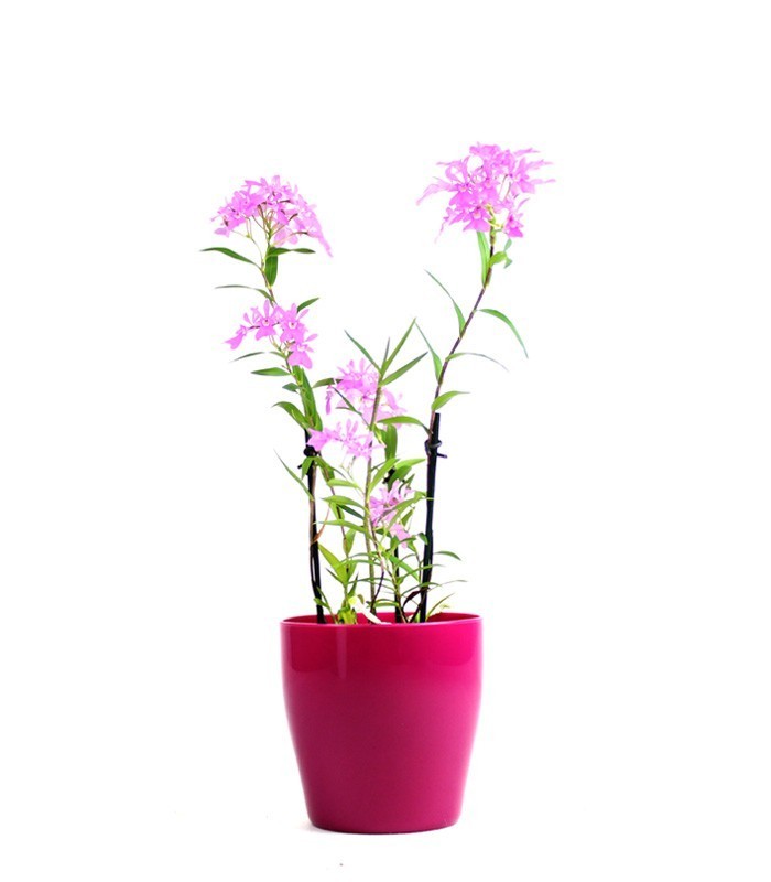 Epidendro rosa