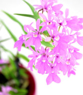 Epidendro rosa