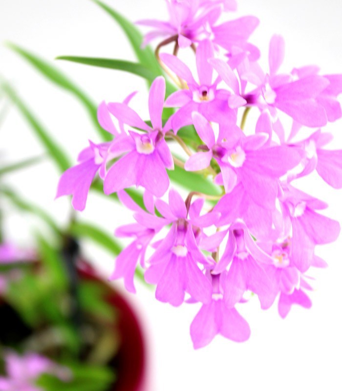 Epidendro rosa