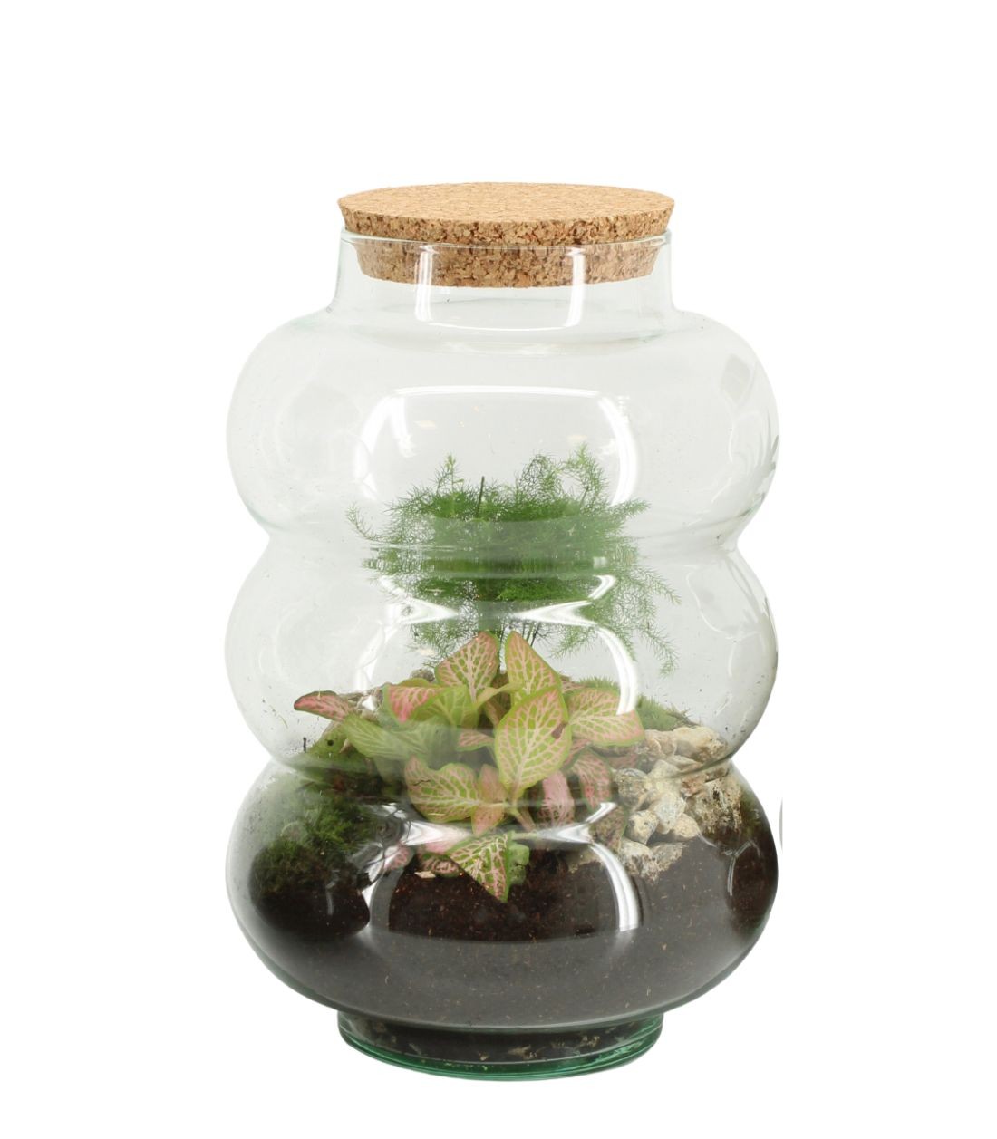 Asparagina in vetro con fittonia