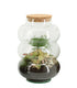 Asparagina in vetro con fittonia