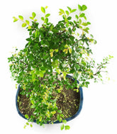 Olmo Bonsai impalcato 