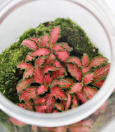 Fittonia in terrario