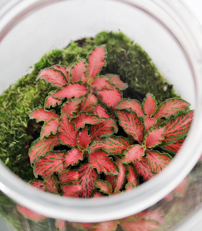 Fittonia in terrario