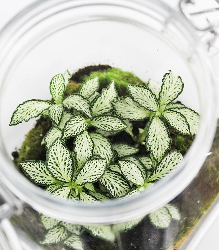 Fittonia in terrario