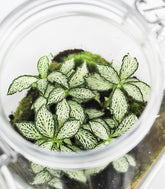 Fittonia in terrario