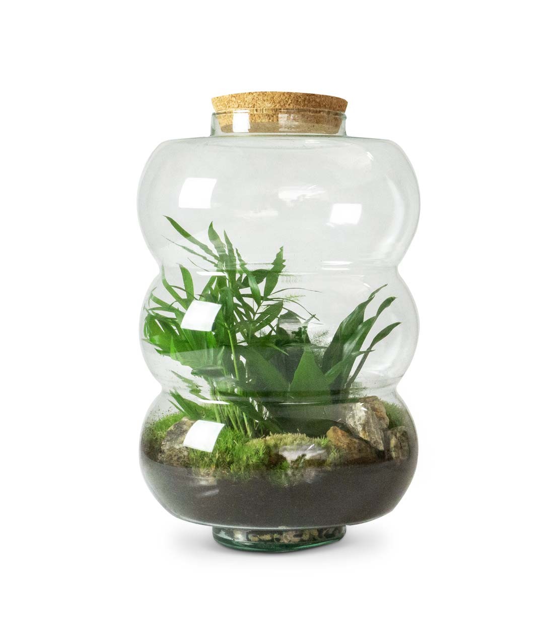Terrario di vetro con chamaedorea