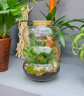 Terrario di vetro con chamaedorea