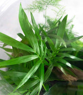 Terrario di vetro con chamaedorea