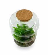 Terrario di vetro con chamaedorea