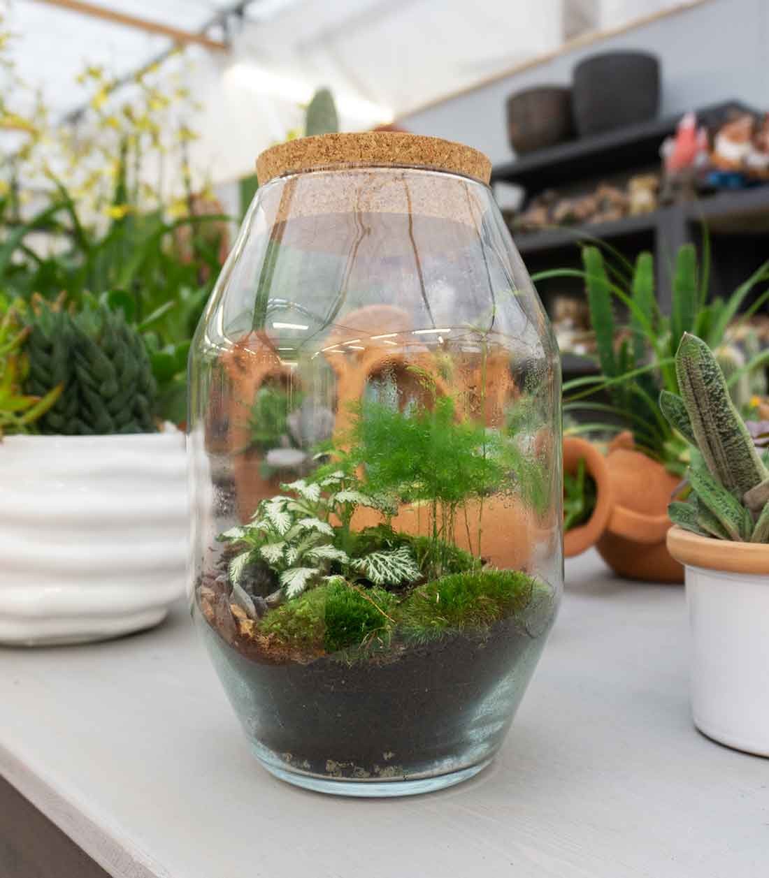 Terrarium in vetro con asparagina 