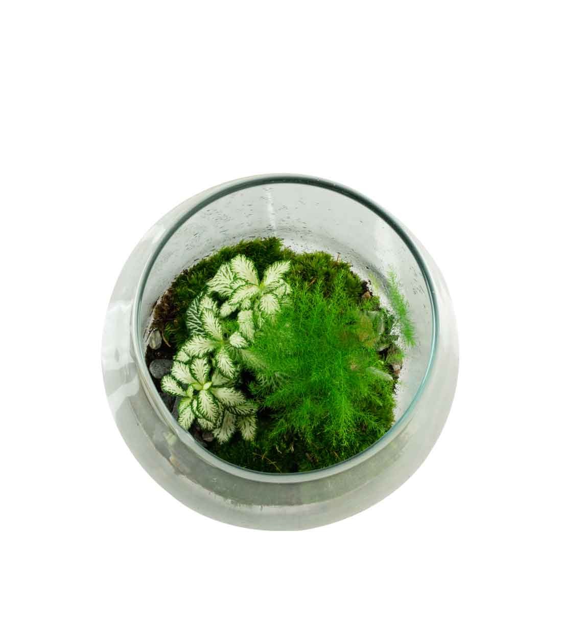Terrarium in vetro con asparagina 