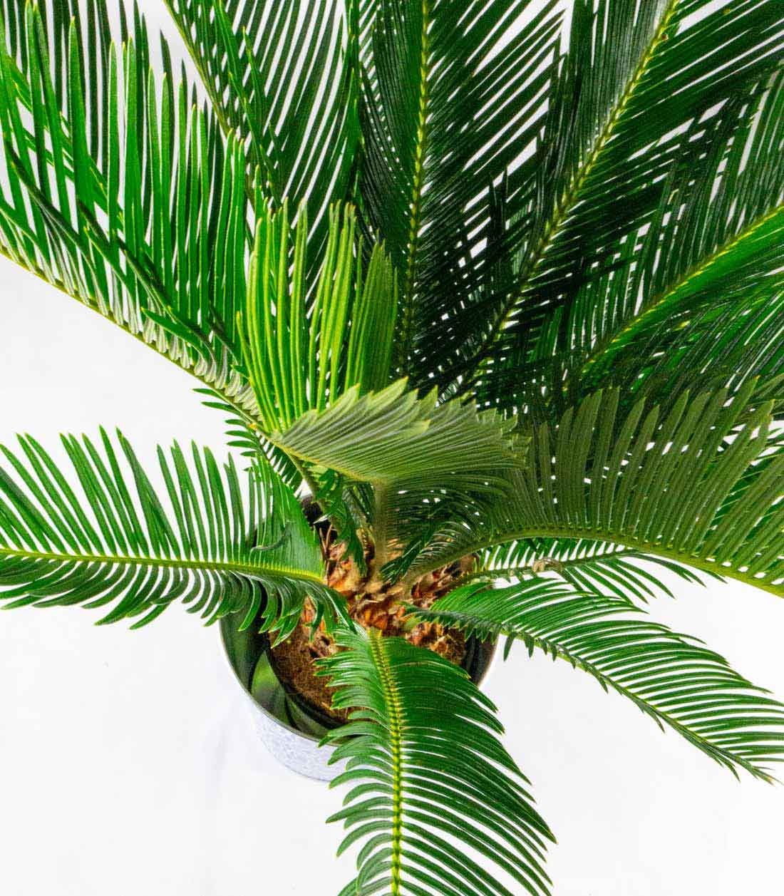 Cycas pianta Ø 17