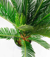Cycas pianta Ø 17