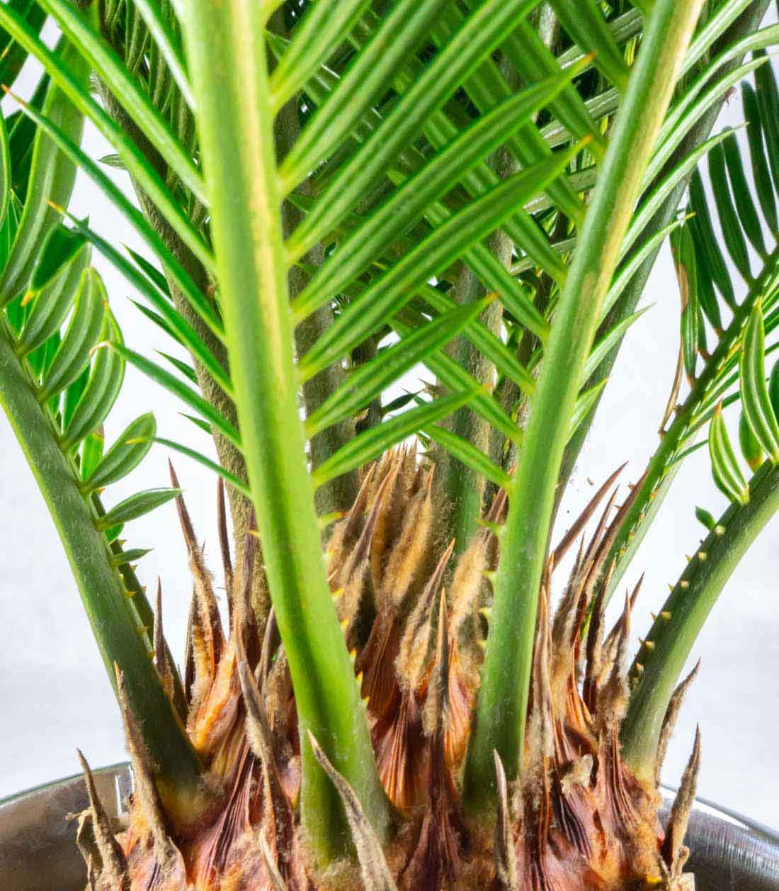 Cycas pianta Ø 17