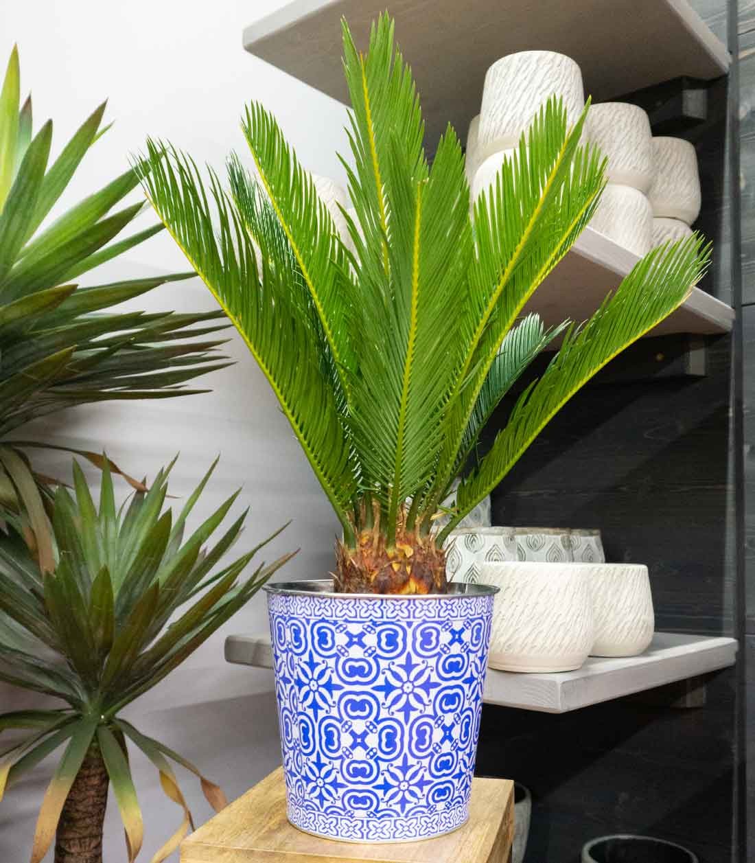 Cycas pianta Ø 17
