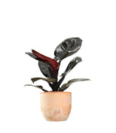 Filodendro Imperial Red