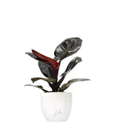 Filodendro Imperial Red