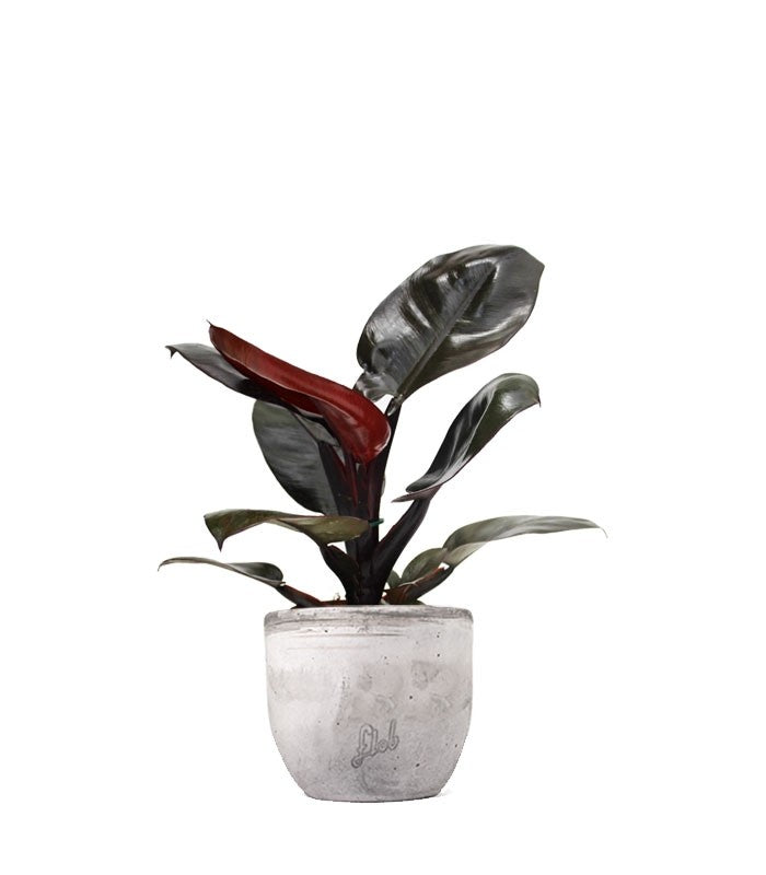 Filodendro Imperial Red
