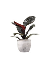 Filodendro Imperial Red