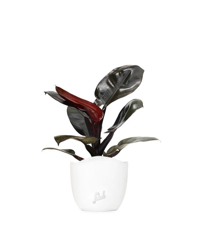 Filodendro Imperial Red