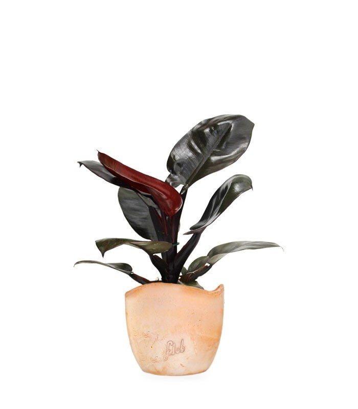 Filodendro Imperial Red