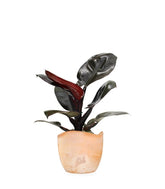Filodendro Imperial Red