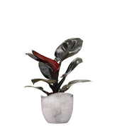 Filodendro Imperial Red