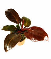 Filodendro Imperial Red