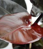 Filodendro Imperial Red