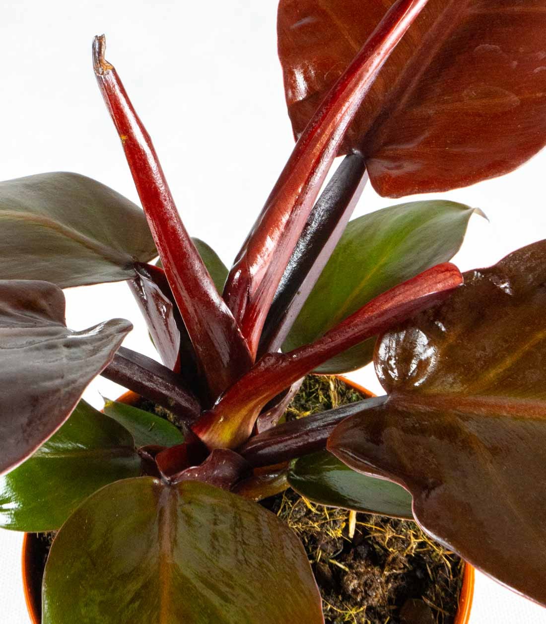 Filodendro Imperial Red
